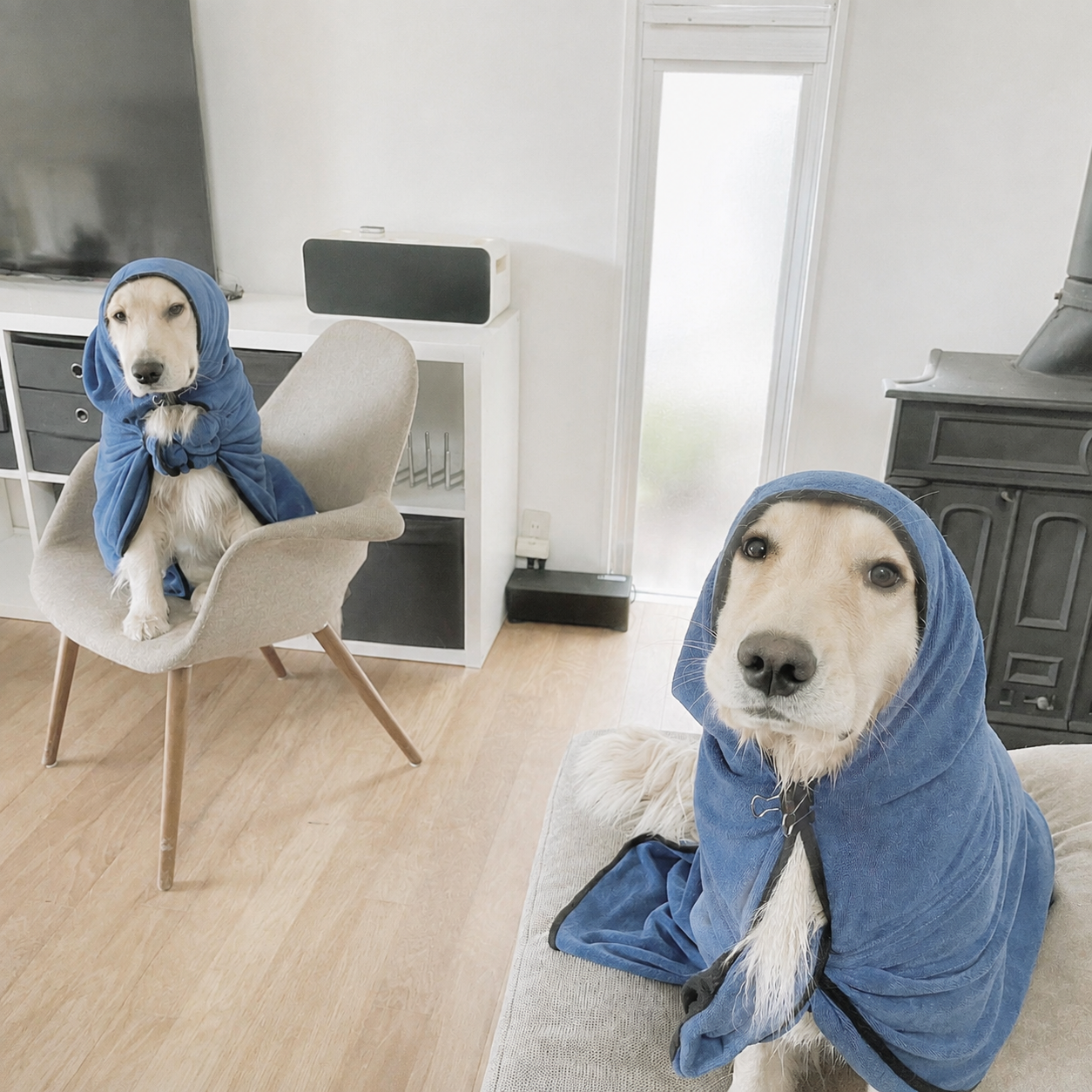 青い布をまとった二頭の犬